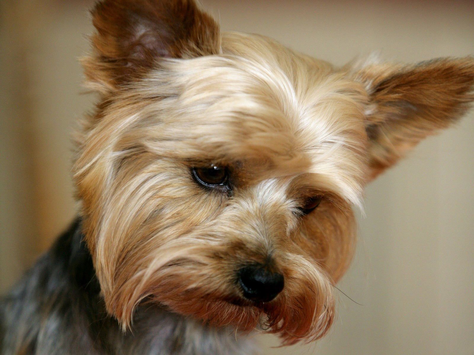 Dogs Dogs Blog Archive Cute Yorkie Face Close Up