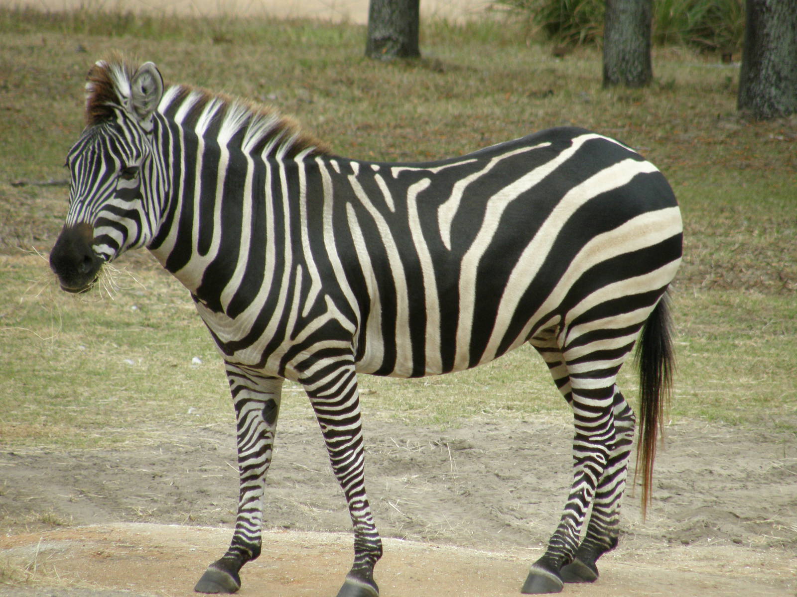 ... zebra and the Upper Zambezi species are the same, but eventually, scientists discovered that there are only minor differences between those species, ...
