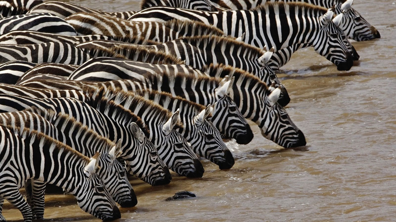 Watering Zebras