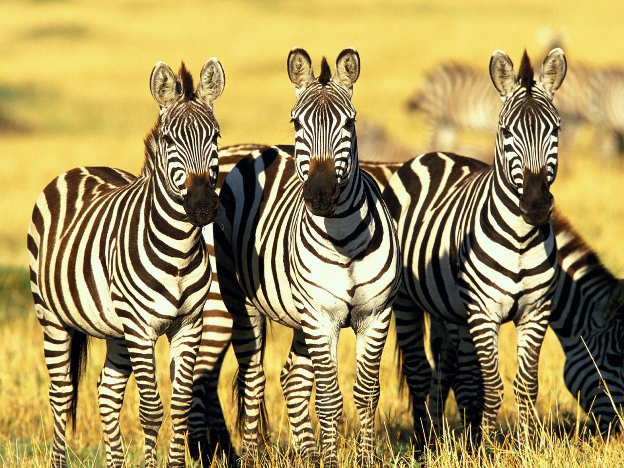 animal, zebras, africa-zebra, zebra, animal-photos, pictures,