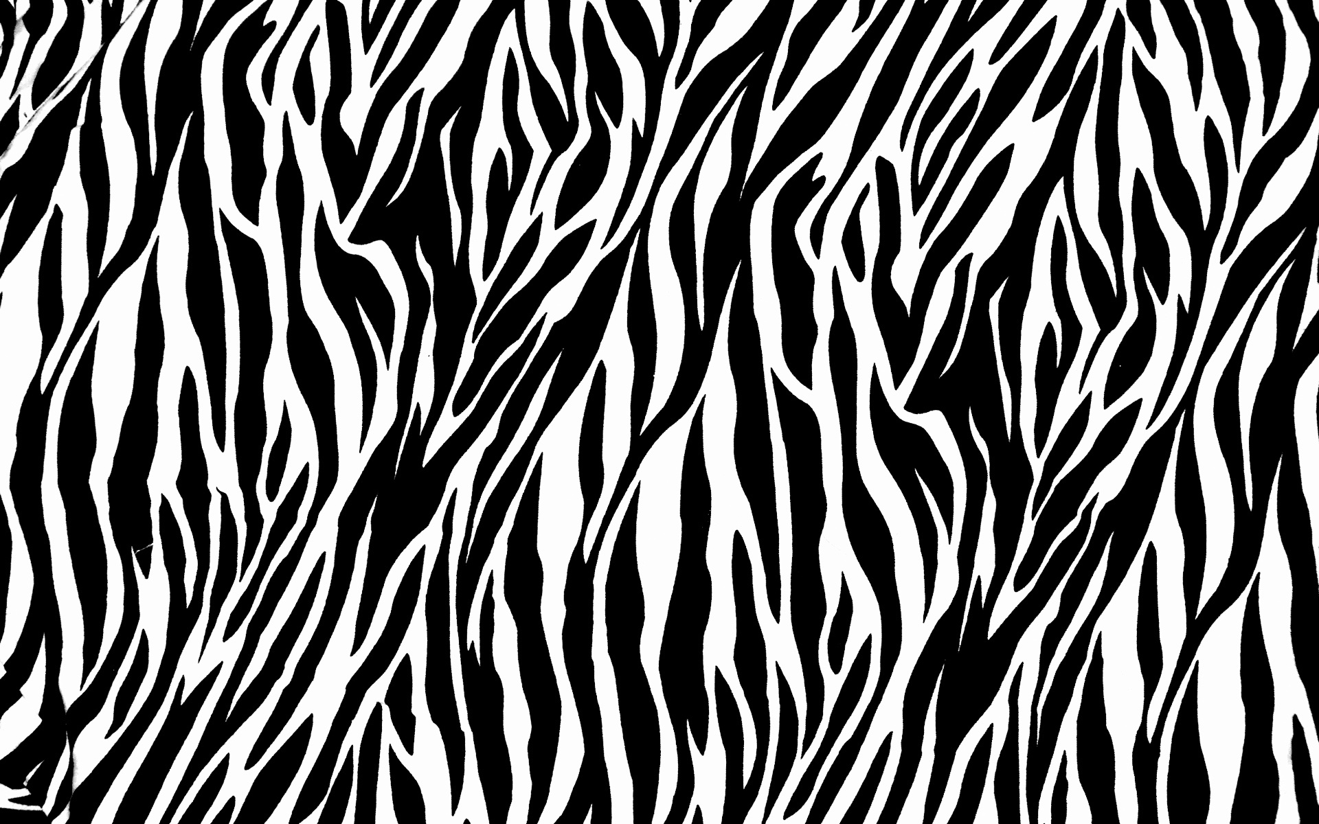Zebra Wallpaper 12