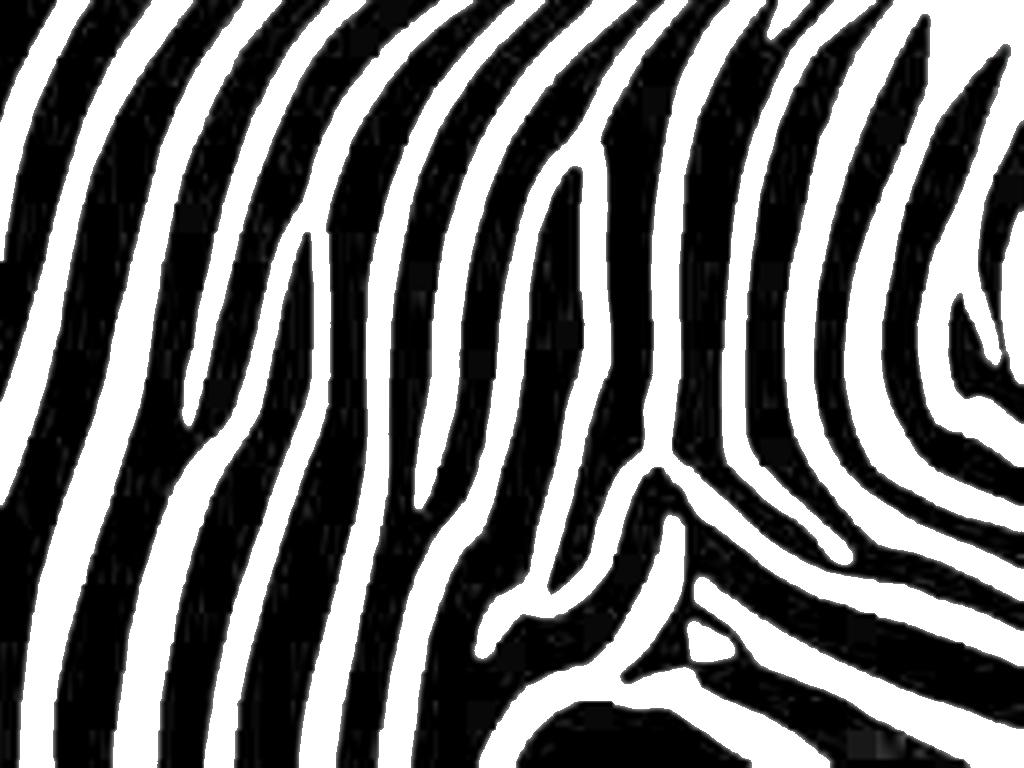 Accessories, : Magnificent Images Of Black And White Zebra Wallpaper For Home Interior Wall Decoration