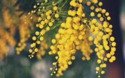 Acacia Dealbata Mimosa Flowers Yellow