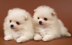 Adorable Puppies - puppies Wallpaper