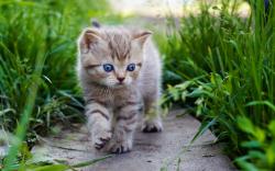 Download the following Baby Cat 30576 by clicking the orange button positioned underneath the "Download Wallpaper" section. Once your download is complete, ...