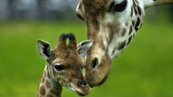Baby Giraffe Pictures