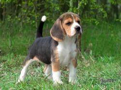 Beagle Picture Gallery
