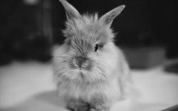 Cute bunny rodents beautiful black and white rabb 1920x1200