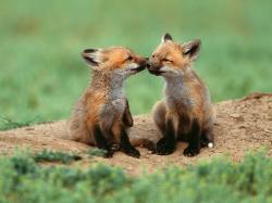 Just some adorable fox PDA.