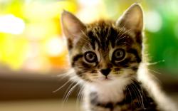 Adorable Kitty HD wallpapers