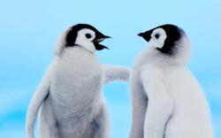Cute Penguin Wallpapers