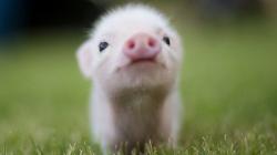 Cute Baby Pigs Wallpaper