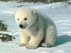 Animal Cubs Cute polar bear cub