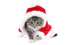 Adorable Hd Wallpapers: Animals Adorable Cat Wearing Santa Hat Free Desktop Wallpapers 1920x1200px