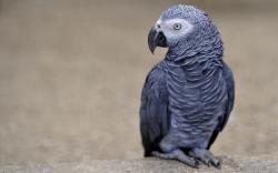 African Grey Parrot Bird