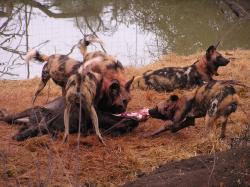 L. p. pictus pack consuming a blue wildebeest, Madikwe Game Reserve, South Africa.