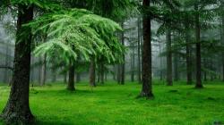 ... Download Wallpaper Spruce Forest After The Rain 1920 X 1080 Hdtv After Rain Wallpaper ...