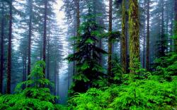 ... Pine Forest Wallpaper HD