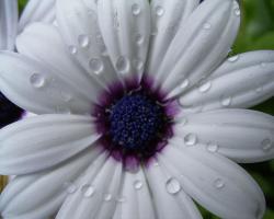 Amazing White Flowers 9164