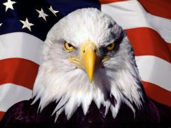 Eagle American Flag Wallpaper #185184 - Resolution 1600x1200 px