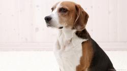 Download Proud American Foxhound Wallpaper 1920x1080px