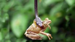 animals frogs snakes reptiles amphibians death battle hunting predator eyes wildife nature wallpaper background