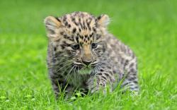 Amur leopard cub cute