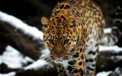 View And Download Amur Leopard Wallpapers