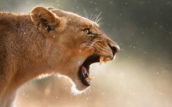 Angry female lion