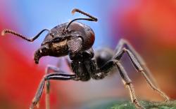 Ant close up