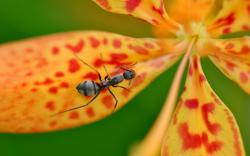 Ant Flower Close-Up