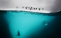 Antarctic Underwater Penguins Swimming Photo