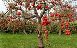 ... Apple Tree Wallpaper ...