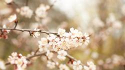 Apricot Blossom Nature