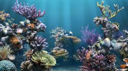 HD Aquarium Backgrounds 1080p