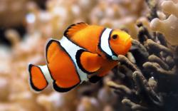 These free downloadable wallpapers are HD and available varying range of sizes and resolutions. Download Aquarium Fish HD Wallpapers absolutely free for ...