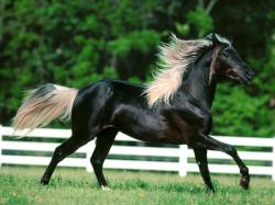 Wallpapers For Chestnut Arabian Horse Wallpaper Free Download One Million Wallpapers