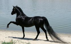 black Arabian horse hd wallpapers best background images