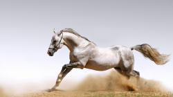 Arabian Horse from England HQ Wallpaper