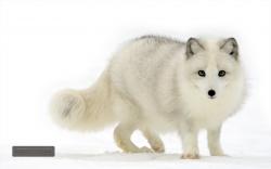 HD Wallpaper | Background ID:327882. 1920x1200 Animal Arctic Fox