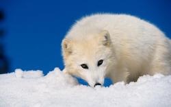 Fox Arctic Fox Wallpaper