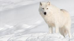 Arctic Wolf Wallpapers1