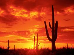 Burning-Sunset-Saguaro-National-Park-Arizona · TREE_FORGROUND_BACKGROUND_COLORFUL_SUNSET_Wallpaper_5zh6v