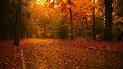 Landscapes Nature Trees Autumn Season Forest Fallen Leaves Fresh New Hd Wallpaper