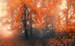 Autumn forest mist