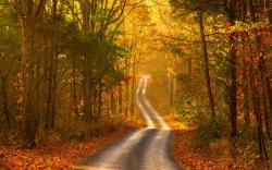 Autumn forest road scenery