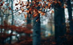 Autumn Forest Trees Branches Dry Leaves Photo