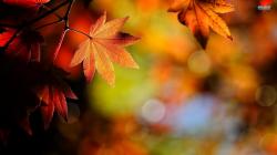 Autumn Leaves Hd Background Wallpaper 53 HD Wallpapers