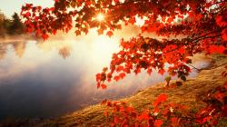 Autumn leaves wallpapers hd