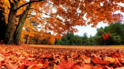 Autumn leaves wallpapers